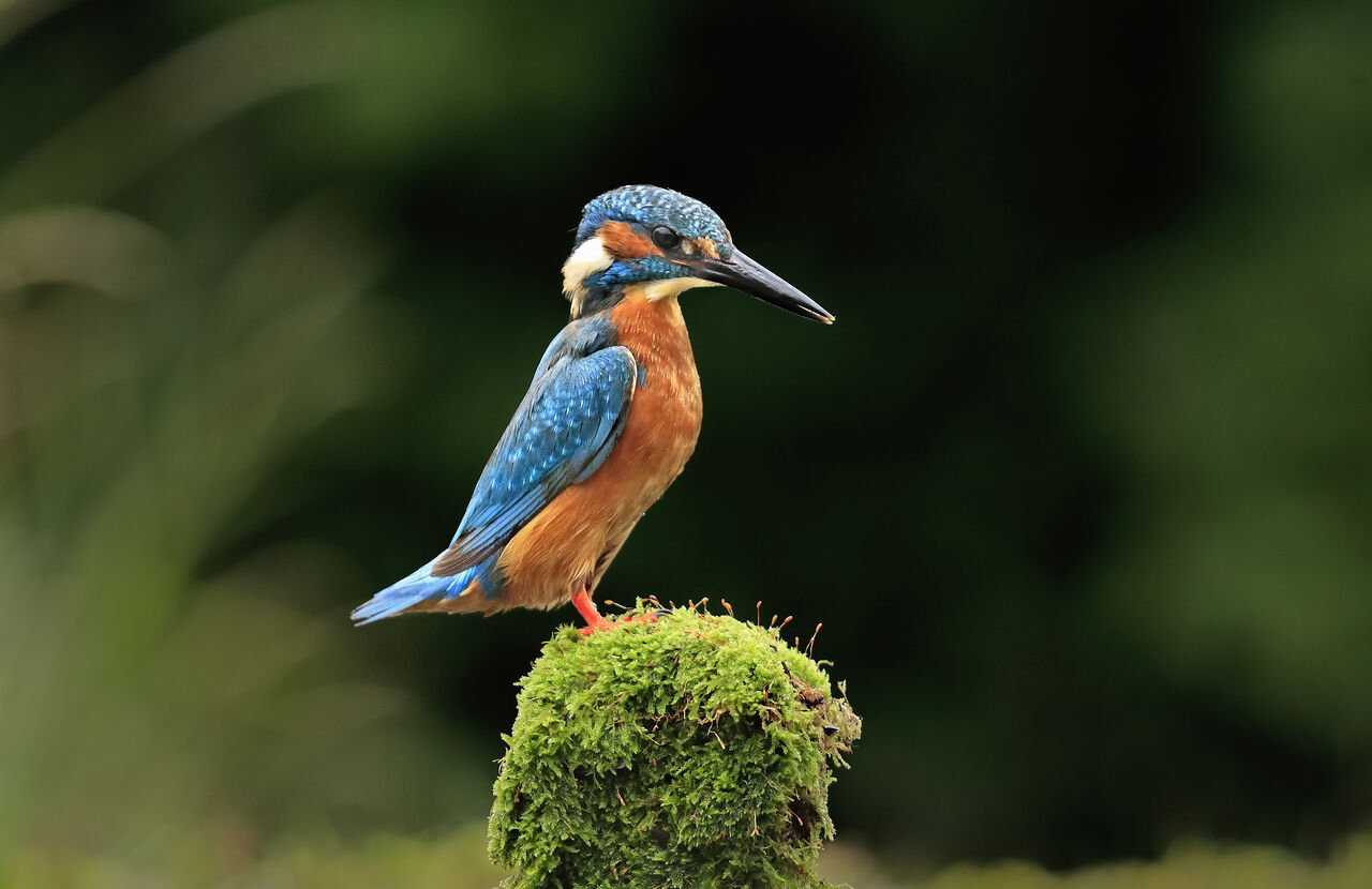 Bild eines Eisvogels